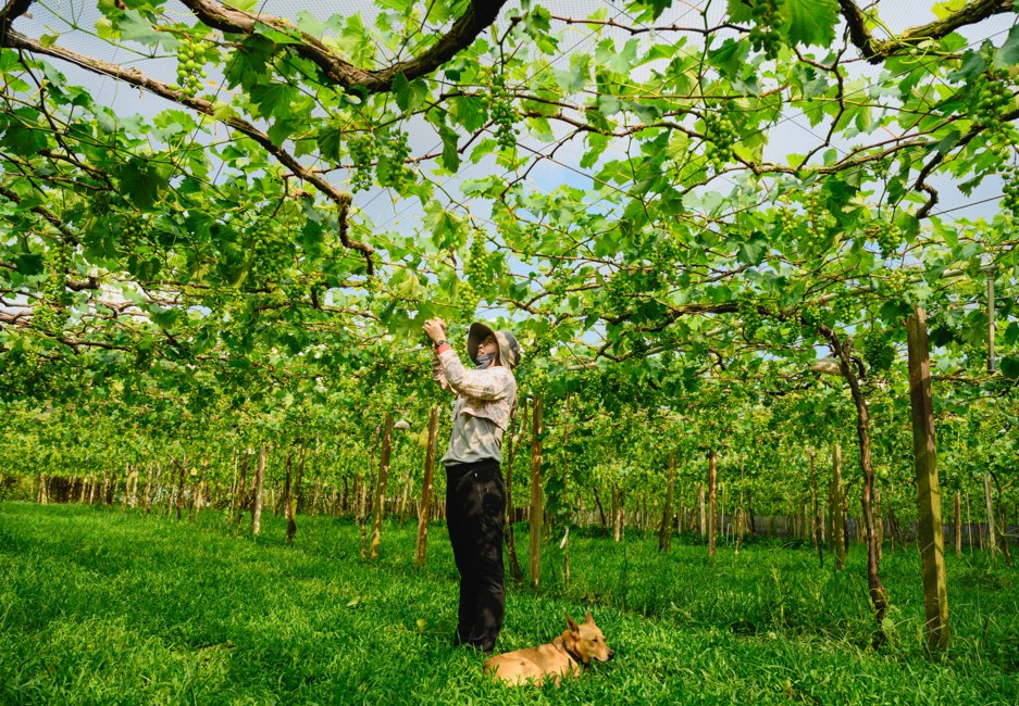 紫色故鄉幸福小鎮-花現新福